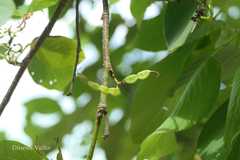Desmodium umbellatum